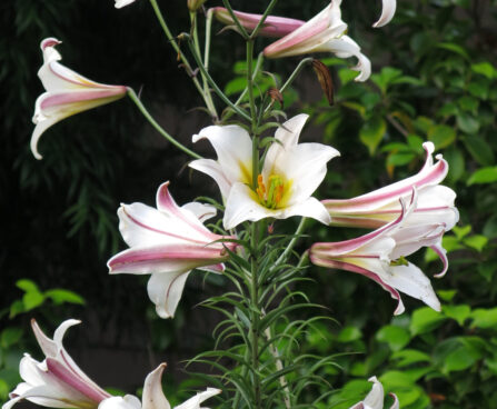 Lilium Regale-3-D