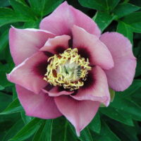 Paeonia itoh Old Rose Dandy (1993)