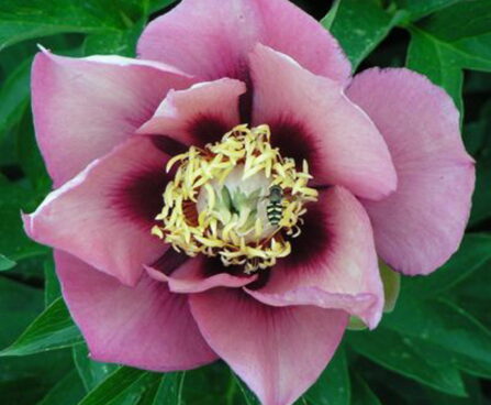 Paeonia itoh Old Rose Dandy (1993)