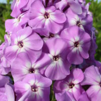 Phlox Goliath-2-D