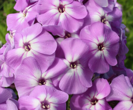 Phlox Goliath-2-D