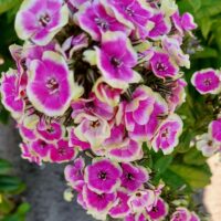 Phlox Orchid Yellow 6 -D-