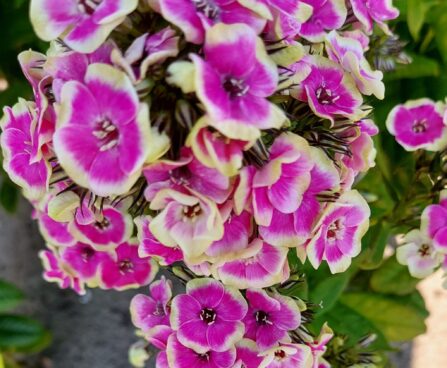 Phlox Orchid Yellow 6 -D-