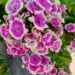 Phlox Orchid Yellow 6 -D-