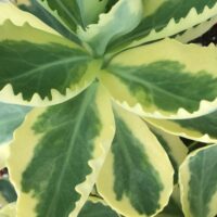 Sedum Frosted Fire-6-D