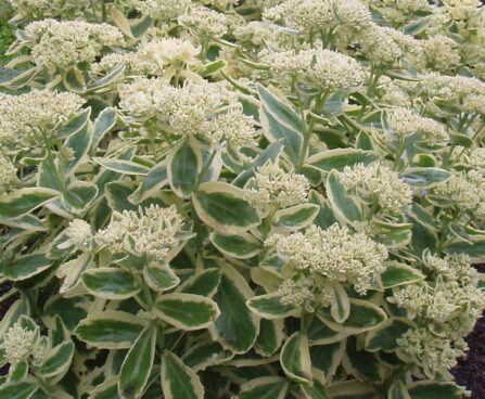 Sedum Lajos Autumn Charm kukehari Darwinplants