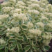 Sedum Lajos Autumn Charm kukehari Darwinplants