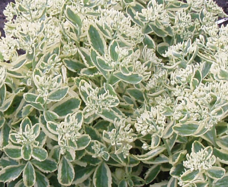 Sedum Lajos Autumn Charm kukehari Darwinplants