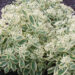 Sedum Lajos Autumn Charm kukehari Darwinplants