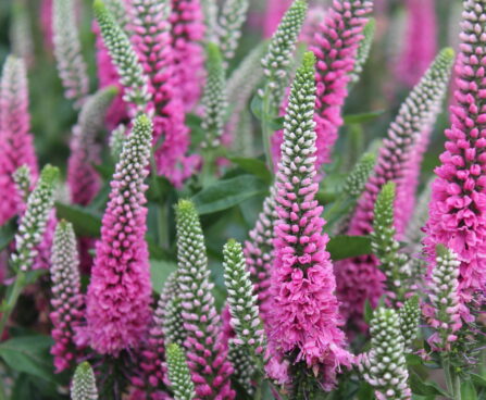 Veronica Pink Marshmallow 1 -D-