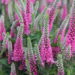 Veronica Pink Marshmallow 1 -D-
