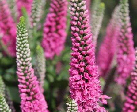 Veronica Pink Marshmallow 6 -D-