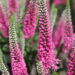 Veronica Pink Marshmallow 6 -D-