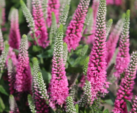 Veronica Pink Marshmallow -D-
