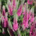 Veronica Pink Marshmallow -D-