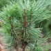 527_6536_Pinus_nigra_Pyramidalis_2.JPG