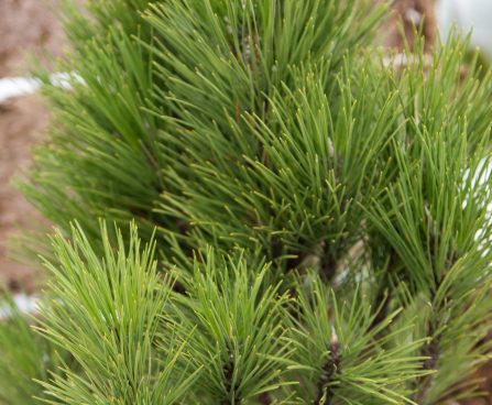 527_6841_Pinus_nigra_Pyramidalis.JPG