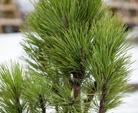 527_6842_Pinus_nigra_Pyramidalis_3.JPG