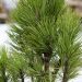 527_6842_Pinus_nigra_Pyramidalis_3.JPG