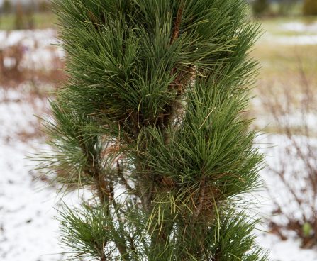 527_7026_Pinus_nigra_Pyramidalis_4.JPG