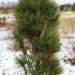 527_7026_Pinus_nigra_Pyramidalis_4.JPG