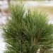 527_7027_Pinus_nigra_Pyramidalis_5.JPG