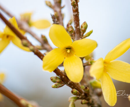 535_11012_Forsythia_intermedia_Goldzauber_forsuutia_3.jpg