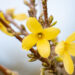 535_11012_Forsythia_intermedia_Goldzauber_forsuutia_3.jpg