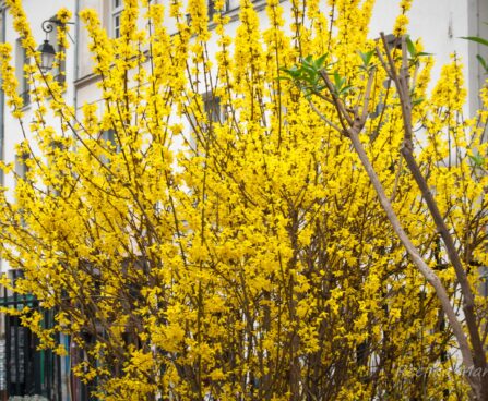 535_7745_Forsythia_intermedia_.JPG