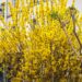 535_7745_Forsythia_intermedia_.JPG