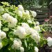 537_6780_Hydrangea_arborescens_Annabelle.JPG