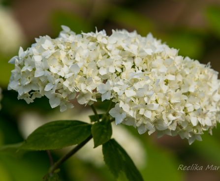 537_7442_Hydrangea_arborescens_Annabelle.JPG