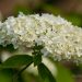 537_7442_Hydrangea_arborescens_Annabelle.JPG