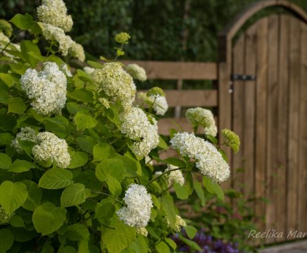 537_7443_Hydrangea_arborescens_Annabelle_2.JPG