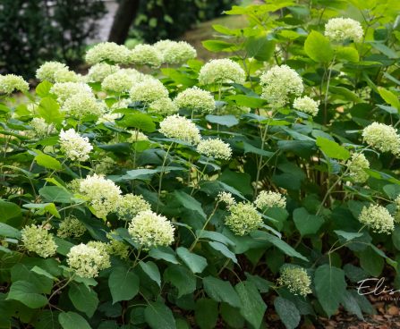 537_9769_Hydrangea_arborescens_Annabelle_puishortensia.jpg