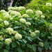 537_9769_Hydrangea_arborescens_Annabelle_puishortensia.jpg