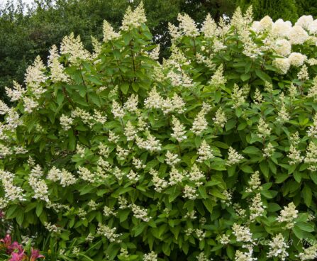 540_8143_Hydrangea_paniculata__4.JPG