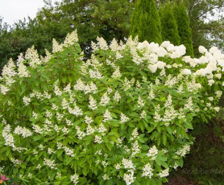 540_8144_Hydrangea_paniculata__3.JPG