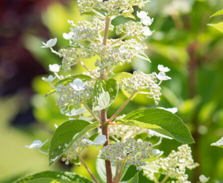 540_9207_Hydrangea_paniculata_Tardiva_.JPG