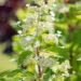 540_9207_Hydrangea_paniculata_Tardiva_.JPG