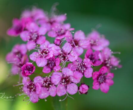 547_9786_Spiraea_japonica_Darts_Red_jaapani_enelas_2.jpg