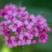 547_9786_Spiraea_japonica_Darts_Red_jaapani_enelas_2.jpg