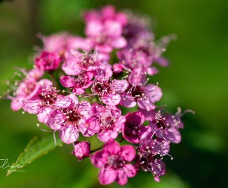 547_9787_Spiraea_japonica_Darts_Red_jaapani_enelas_3.jpg