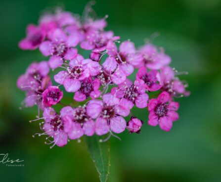 547_9788_Spiraea_japonica_Darts_Red_jaapani_enelas.jpg