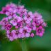 547_9788_Spiraea_japonica_Darts_Red_jaapani_enelas.jpg