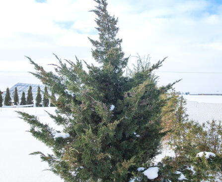 Juniperus chinensis `Monarch` hiina kadakas