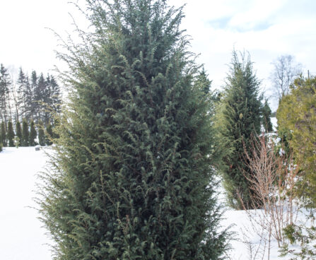 Juniperus communis `Hibernica` harilik kadakas