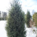 Juniperus communis `Hibernica` harilik kadakas