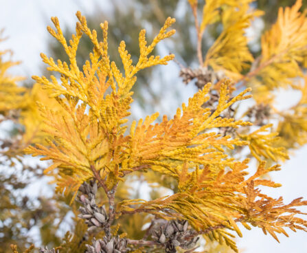 Thuja occidentalis `Europe Gold` har.elupuu