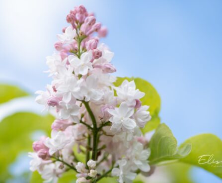 551_10184_Syringa_vulgaris_Krasawica_Moskwy_harilik_sirel_2.jpg